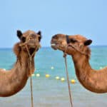 unsplash-camel