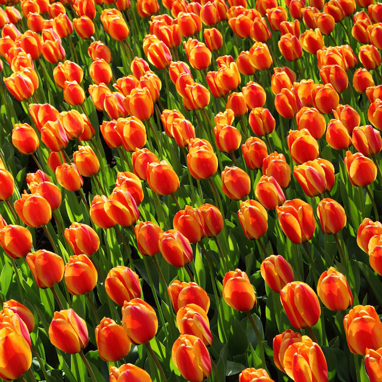 Tulips