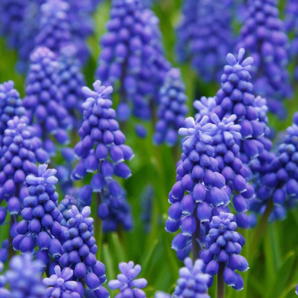 blue-grape-hyacinths.jpg