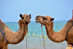 Camel