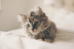 little kitten