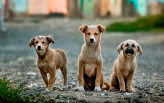 unsplash-threedogs