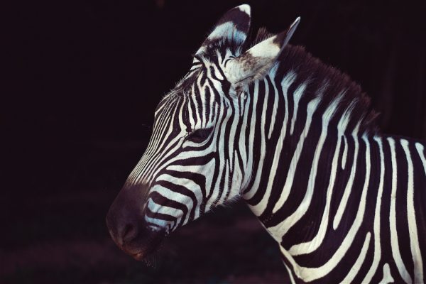 unsplash-zebra