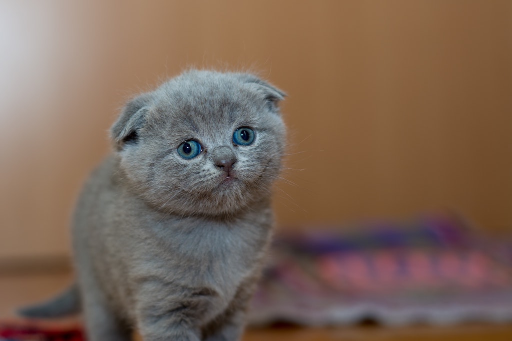 adorable-animal-cat-127028
