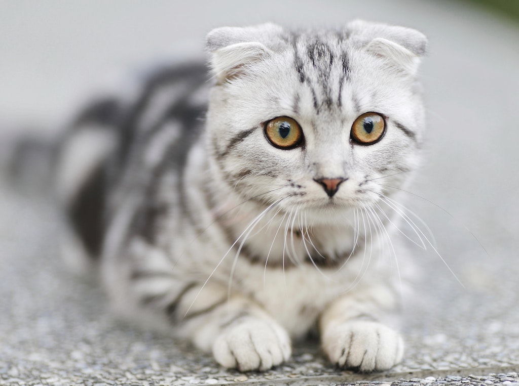 adorable-animal-cat-156934