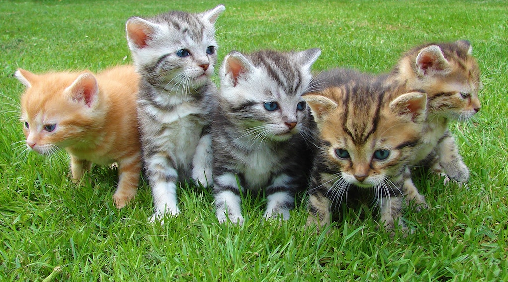 animals-cats-cute-45170
